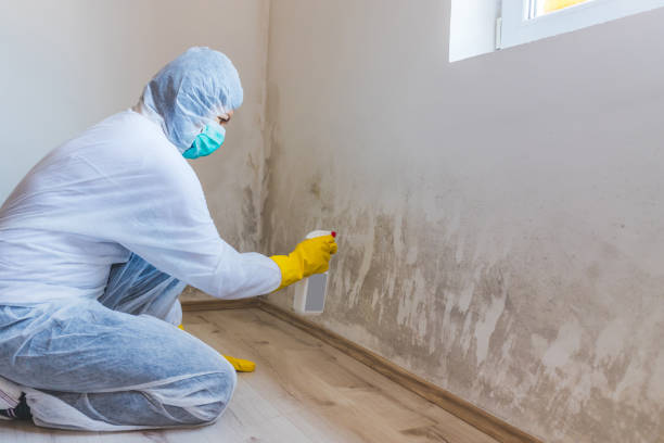 Licensed Commercial Mold Remediation service in Stow, MA - WQB Mold Removal